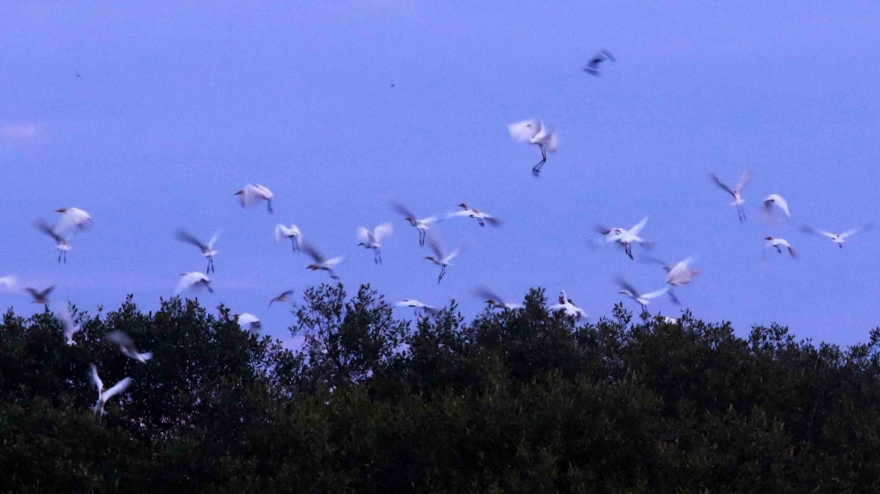 Cantik, Keberadaan Populasi Burung Kuntul di Pesisir