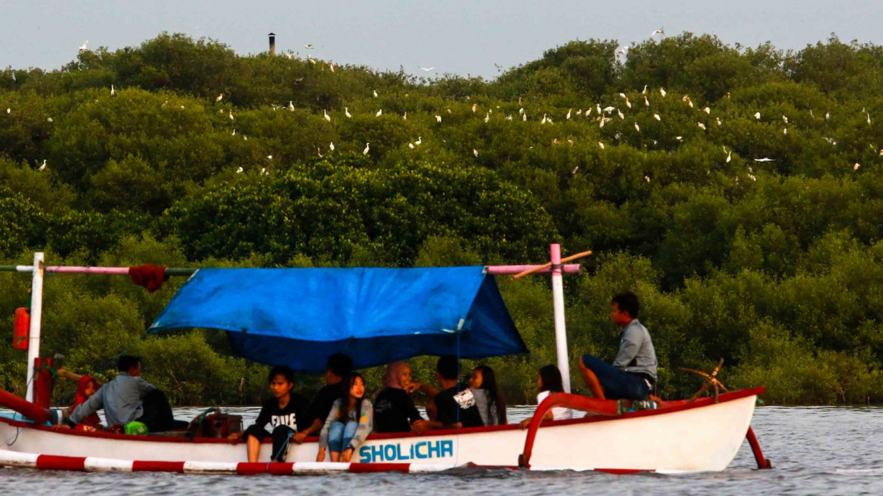 Cantik, Keberadaan Populasi Burung Kuntul di Pesisir
