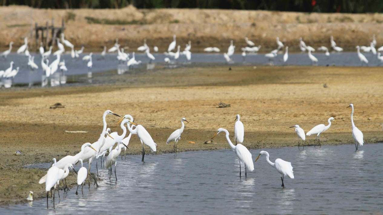 Cantik, Keberadaan Populasi Burung Kuntul di Pesisir