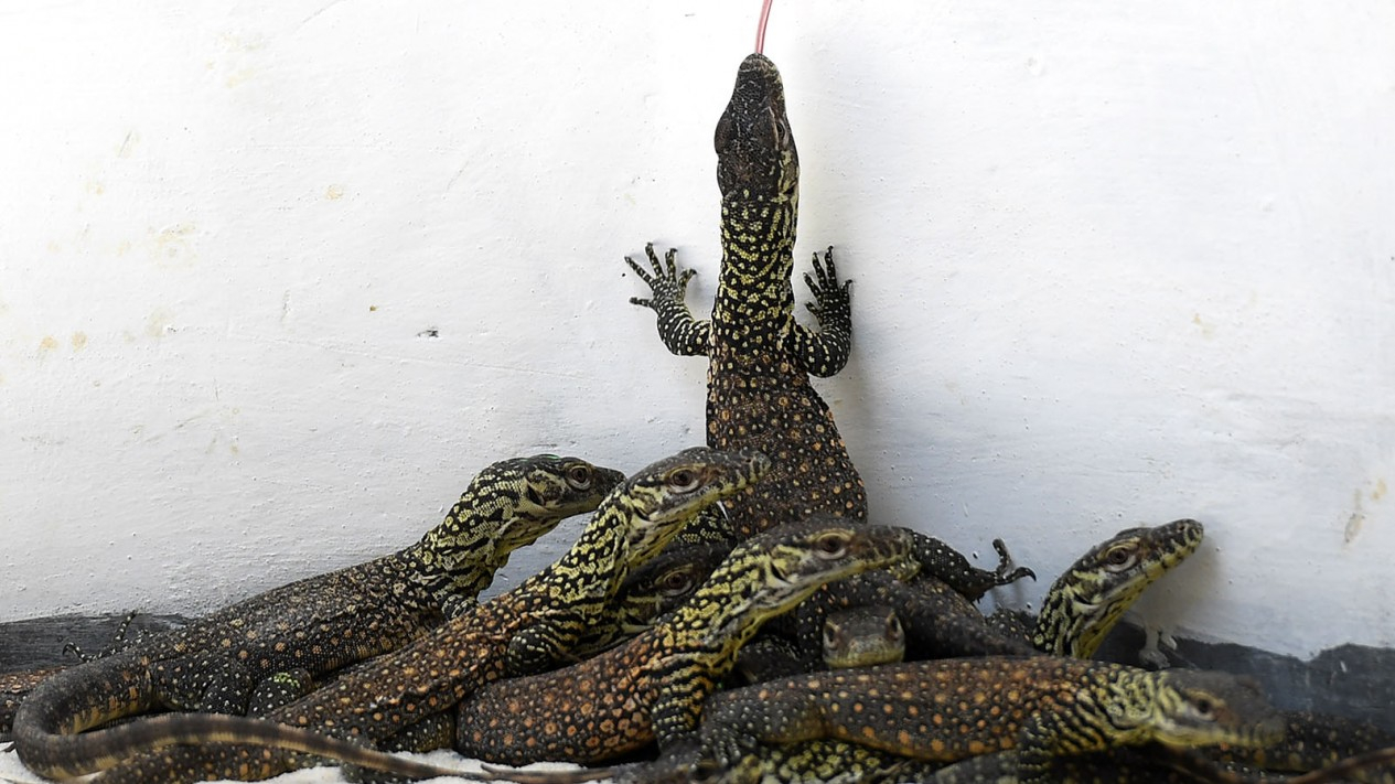 Melihat Anakan Komodo di Kebun Binatang Surabaya (KBS)