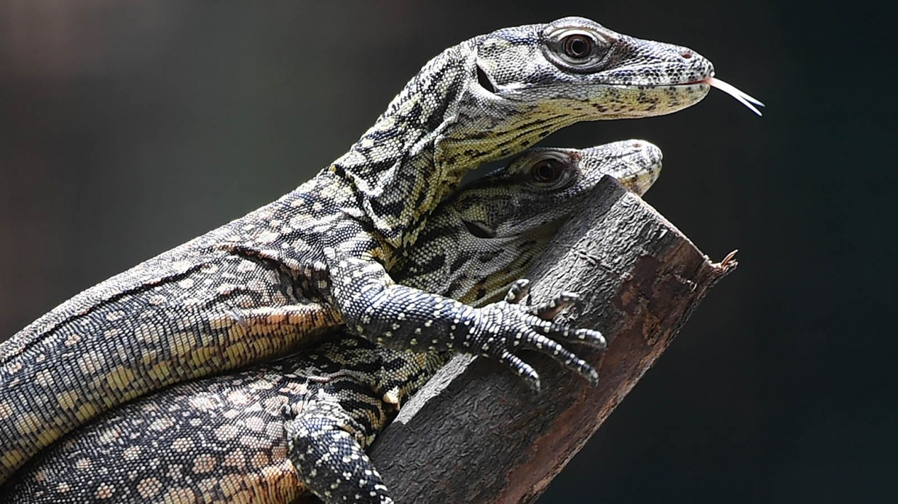 Melihat Anakan Komodo di Kebun Binatang Surabaya (KBS)
