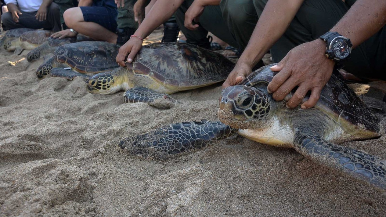 Pelepasliaran Penyu Sitaan