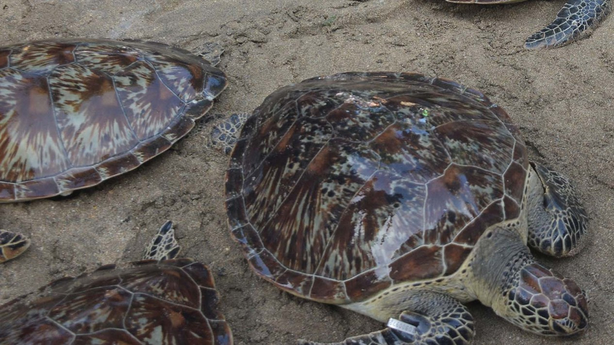 Pelepasliaran Penyu Sitaan