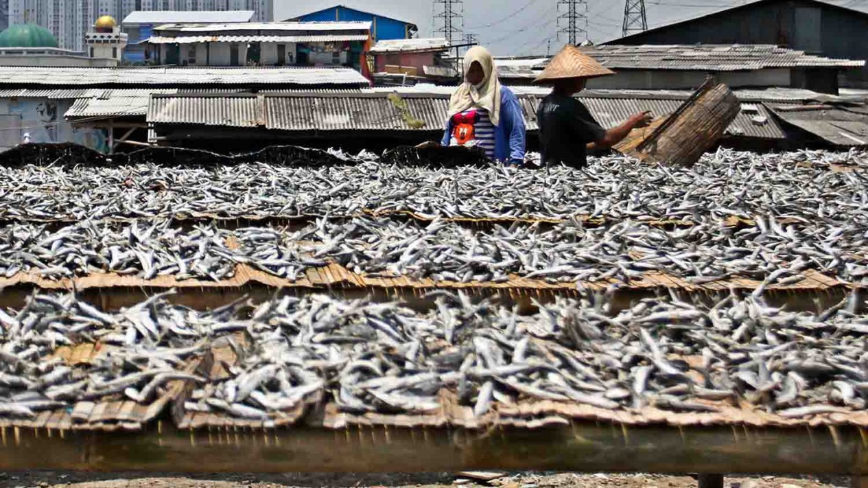 Proses Pengolahan Ikan Asin di Muara Angke Jakarta