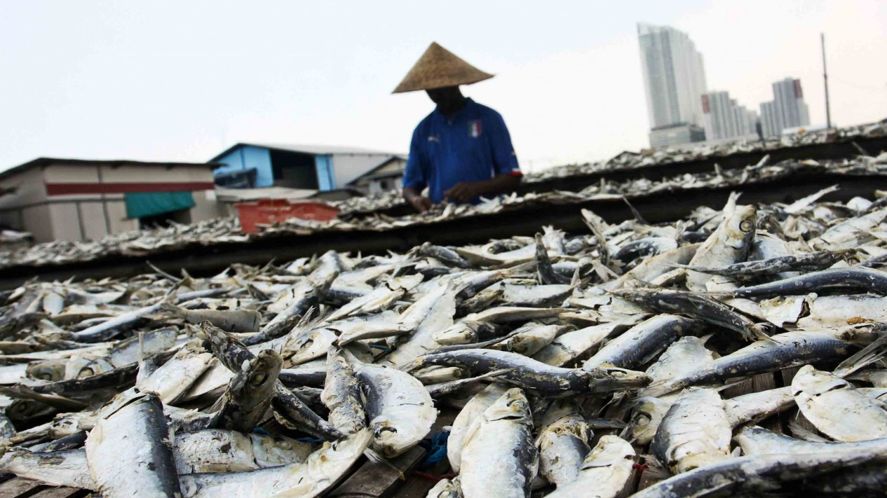 Proses Pengolahan Ikan Asin di Muara Angke Jakarta