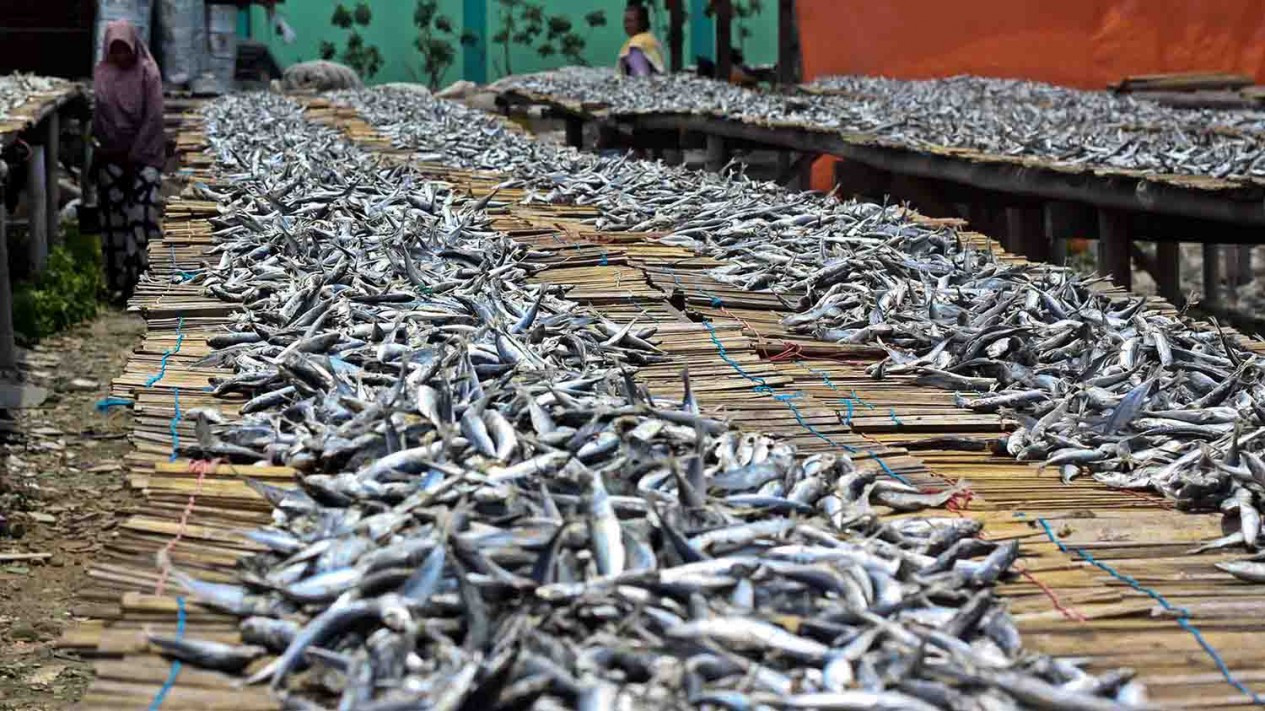 Proses Pengolahan Ikan Asin di Muara Angke Jakarta