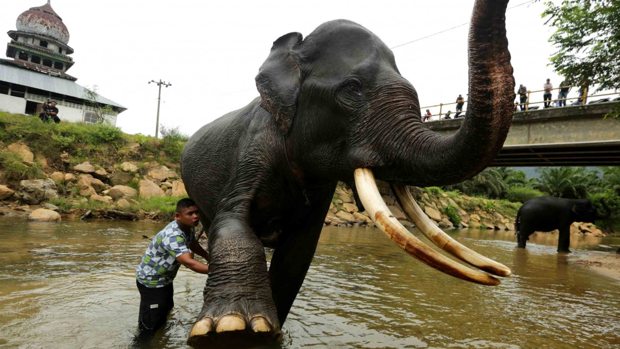 Melihat Cara Melatih Gajah di Aceh