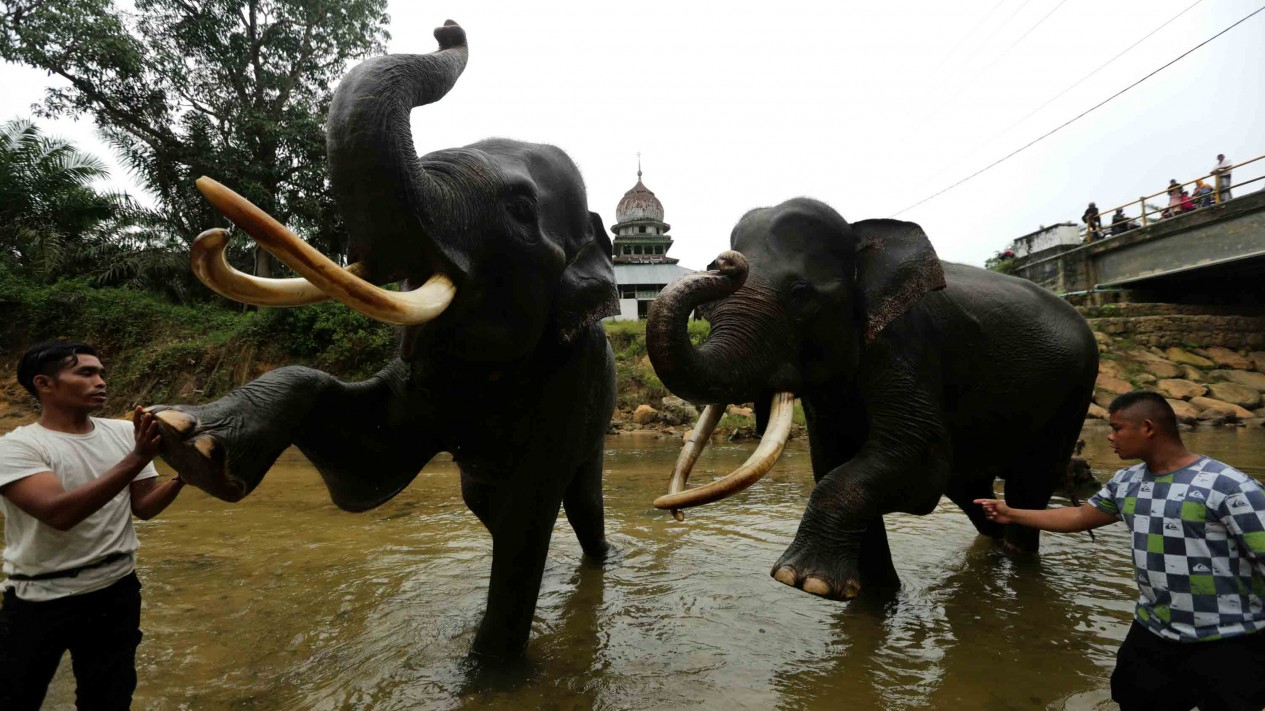 Melihat Cara Melatih Gajah di Aceh