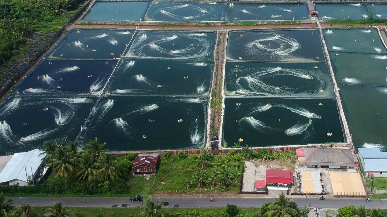 Alih Fungsi Lahan Mangrove Nipah Menjadi Tambak Udang