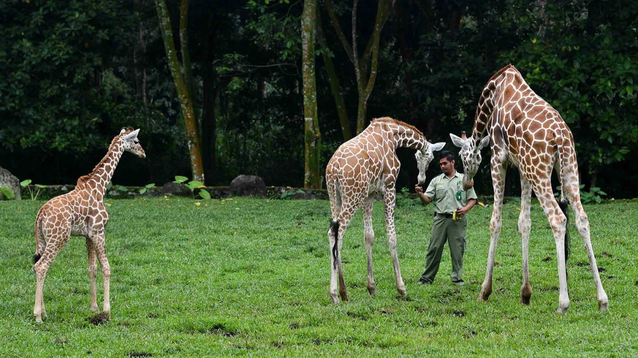 Lucunya Anak Jerapah di Taman Safari Prigen