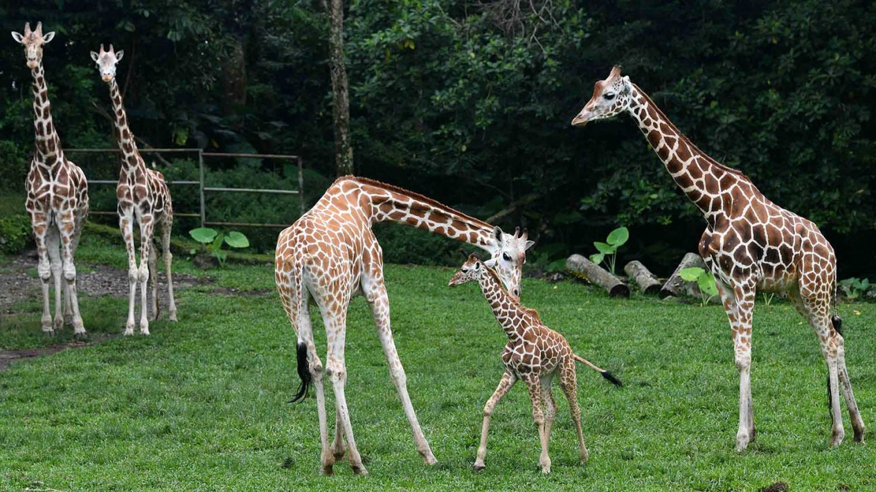 Lucunya Anak Jerapah di Taman Safari Prigen