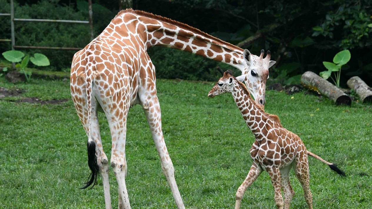 Lucunya Anak Jerapah di Taman Safari Prigen
