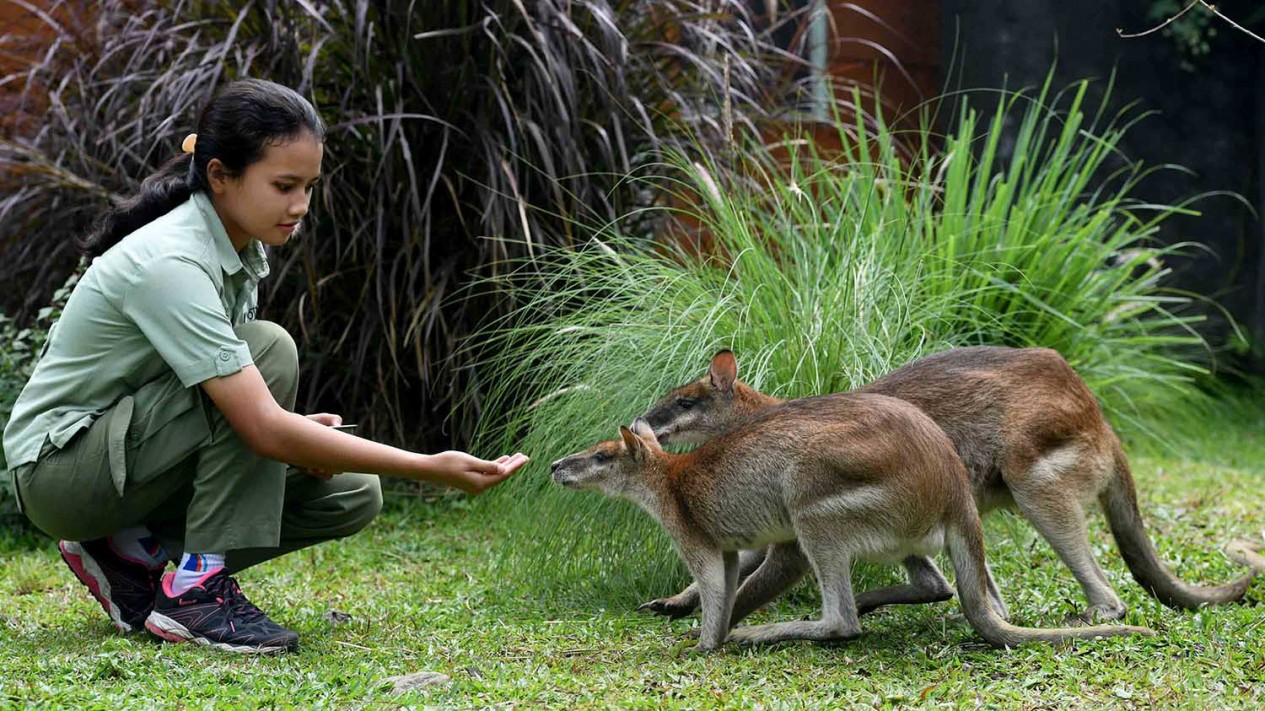 Serunya Bercengkerama dengan Satwa Asli Australia