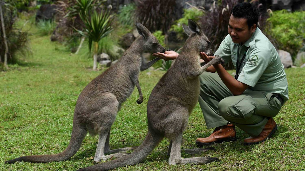 Serunya Bercengkerama dengan Satwa Asli Australia