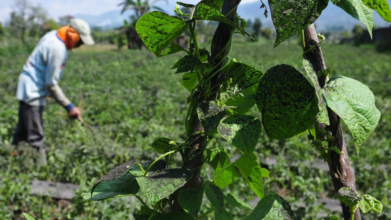 Lahan Pertanian di Jambi Tertutup Hujan Abu Gunung Kerinci