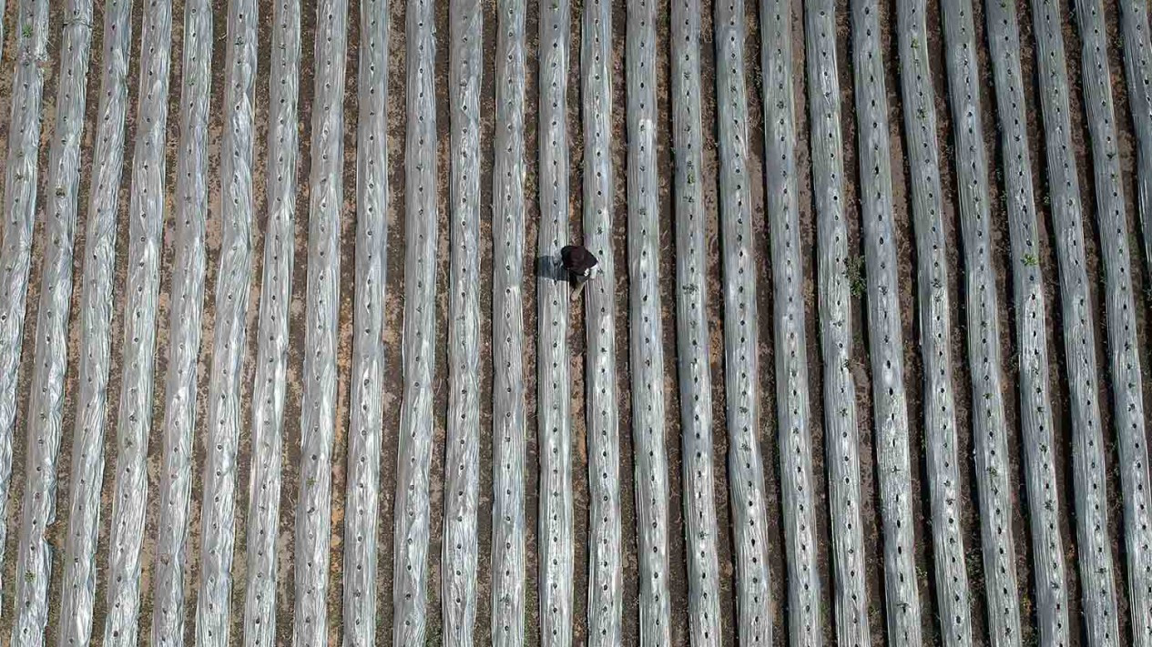 Lahan Pertanian di Jambi Tertutup Hujan Abu Gunung Kerinci