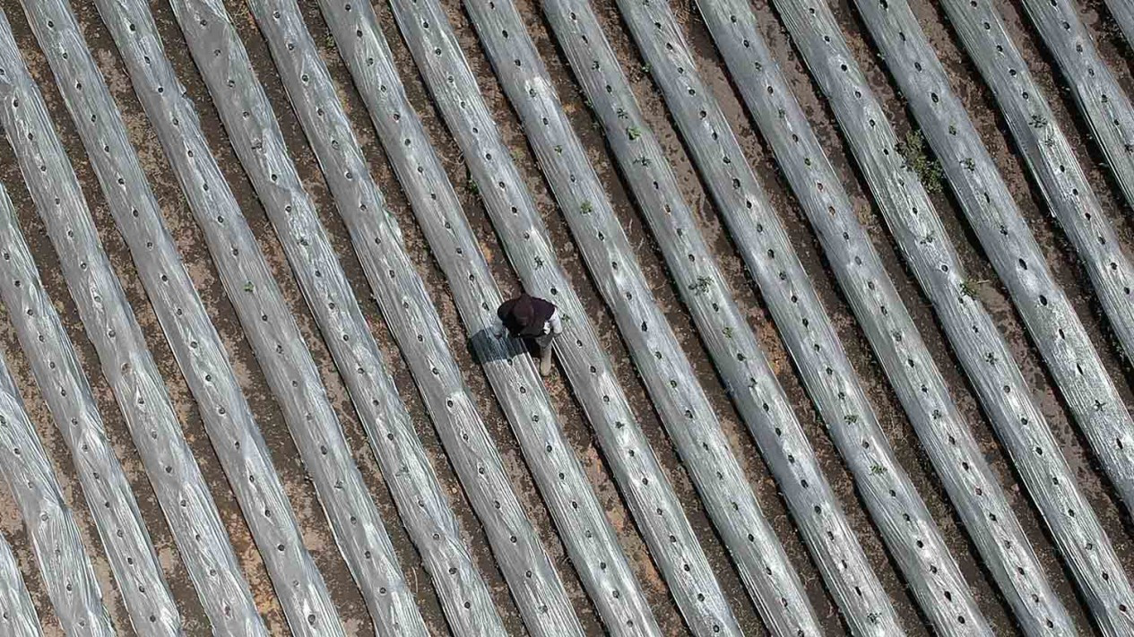 Lahan Pertanian di Jambi Tertutup Hujan Abu Gunung Kerinci