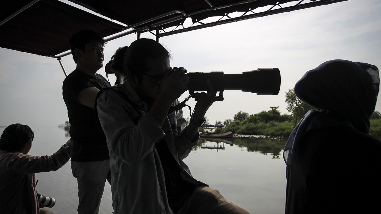Pengamatan Migrasi Burung Air