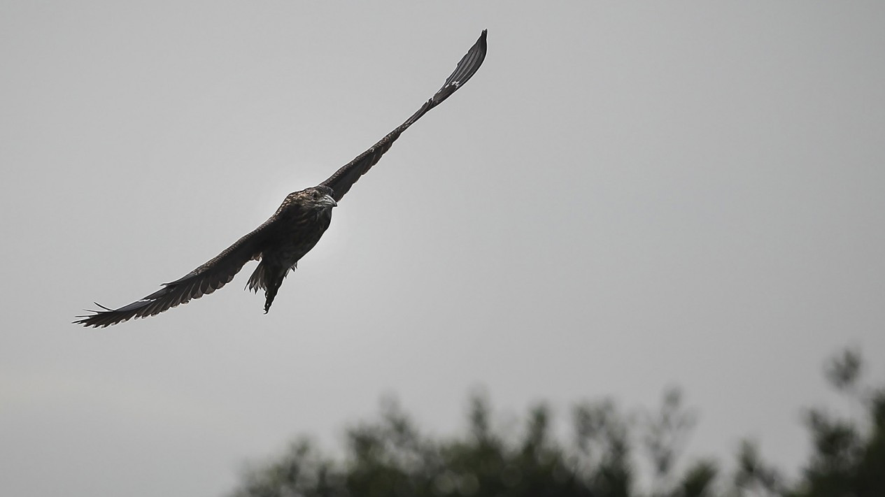Pengamatan Migrasi Burung Air