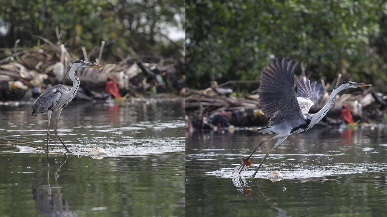 Pengamatan Migrasi Burung Air