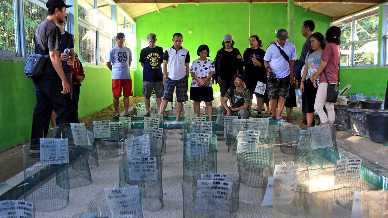 Pelepasan Tukik di Kawasan Konservasi Penyu