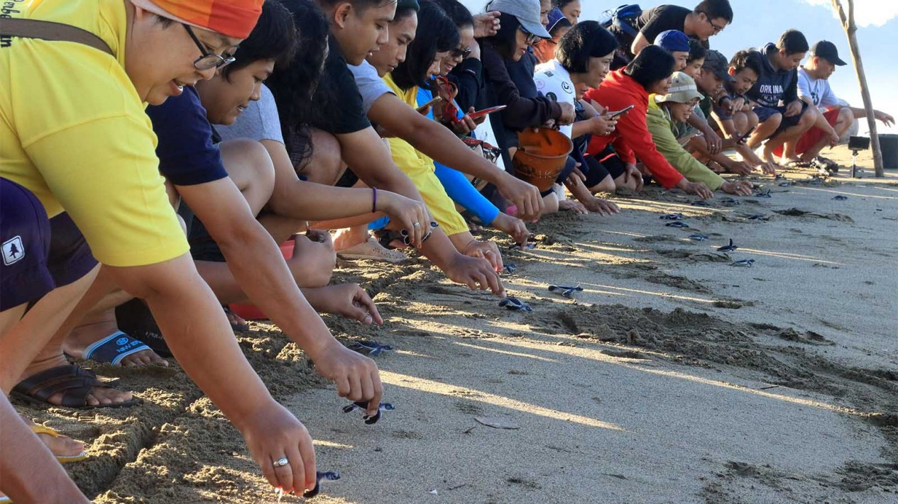 Pelepasan Tukik di Kawasan Konservasi Penyu