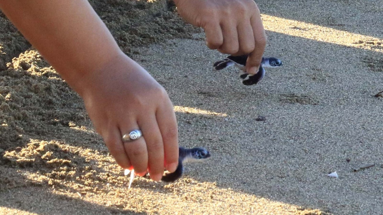 Pelepasan Tukik di Kawasan Konservasi Penyu