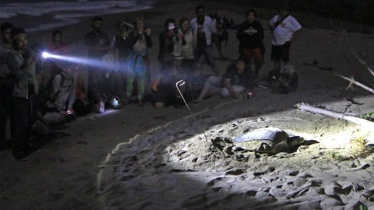Penyu Hijau Bertelur di Taman Nasional Merubetiri