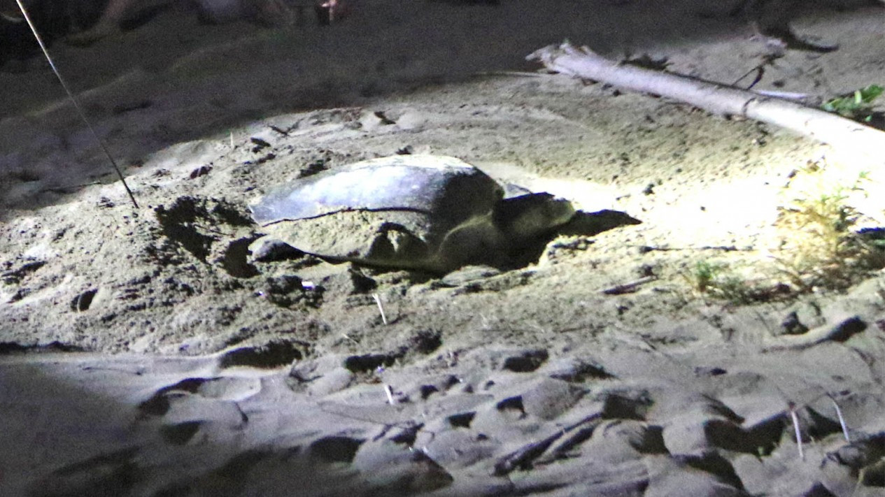 Penyu Hijau Bertelur di Taman Nasional Merubetiri
