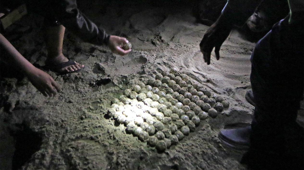 Penyu Hijau Bertelur di Taman Nasional Merubetiri