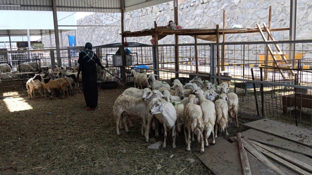 Melihat Pasar An'am di Kilo Asyaro, Mekah