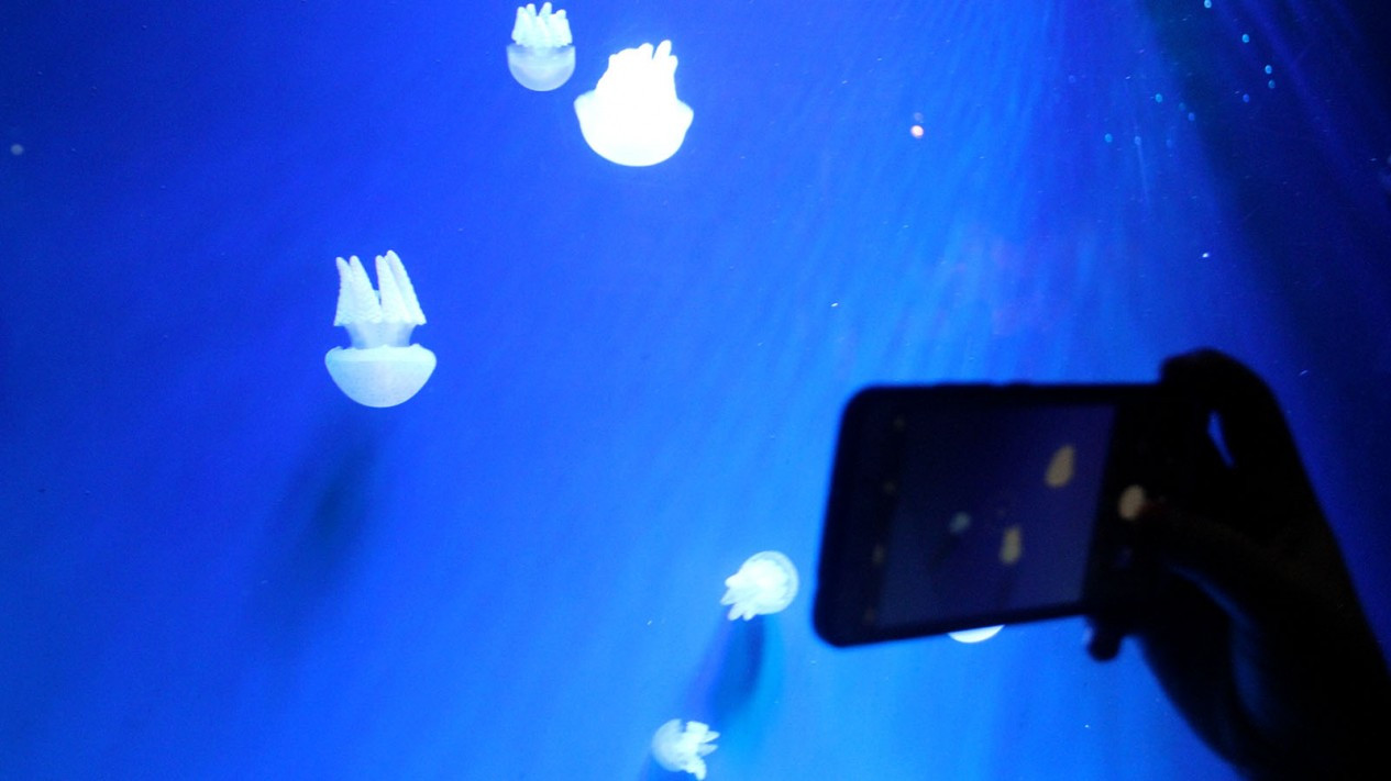 Lomba Foto Satwa Berhadiah Ratusan Juta Rupiah