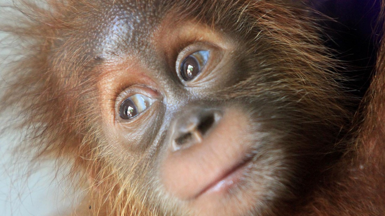 Penyerahan Bayi Orangutan Sumatera