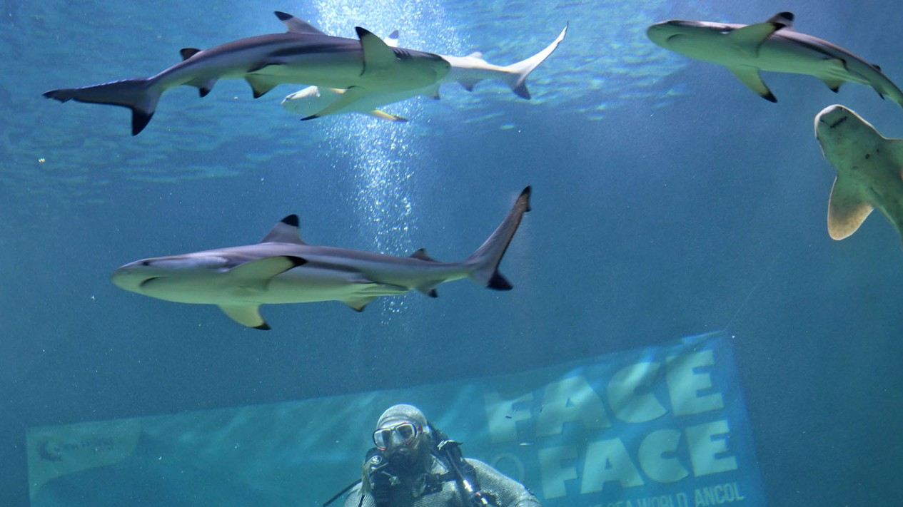 Pertunjukan Perdana Live Feeding Shark