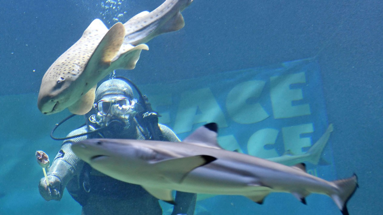 Pertunjukan Perdana Live Feeding Shark