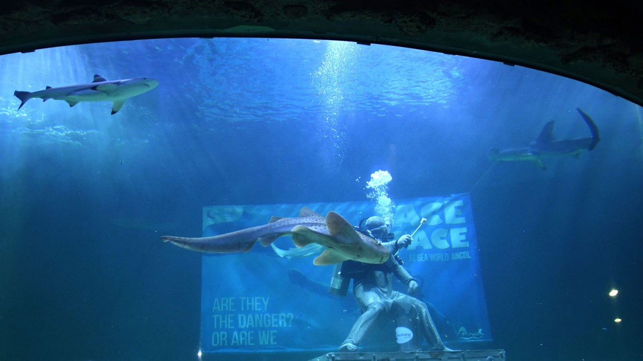Pertunjukan Perdana Live Feeding Shark