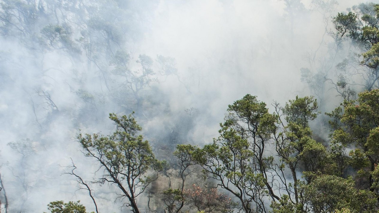Hutan Kawah Putih Bandung Terbakar