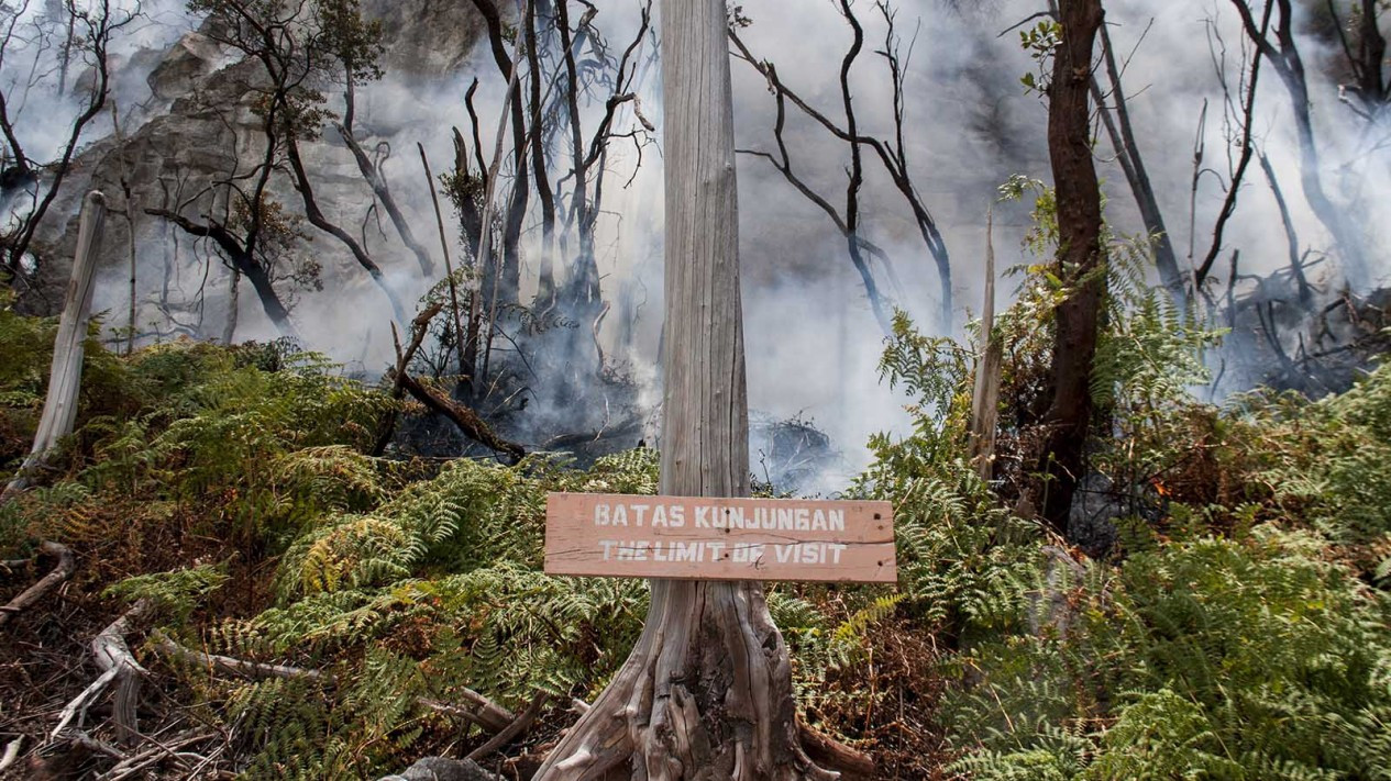 Hutan Kawah Putih Bandung Terbakar