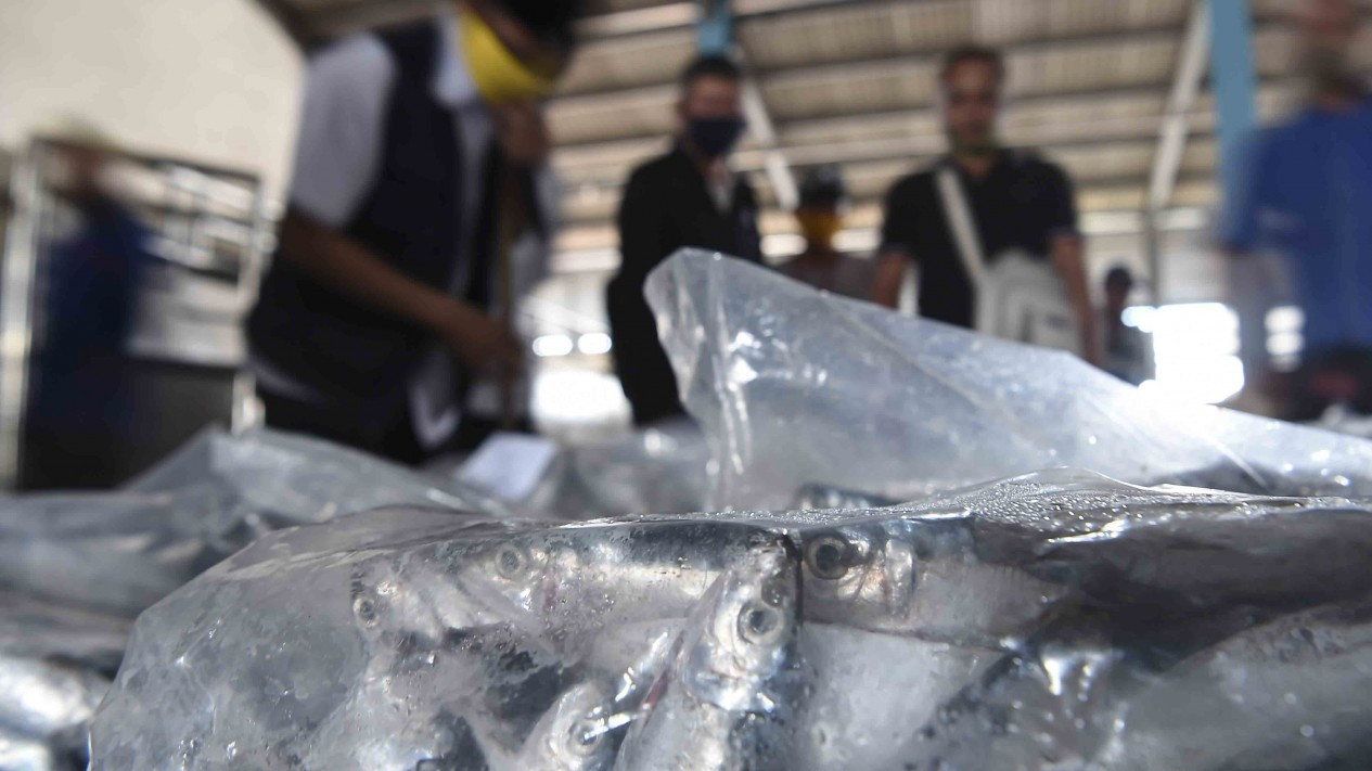 Tempat Pelelangan Ikan (TPI) Muara Angke Kembali Dibuka