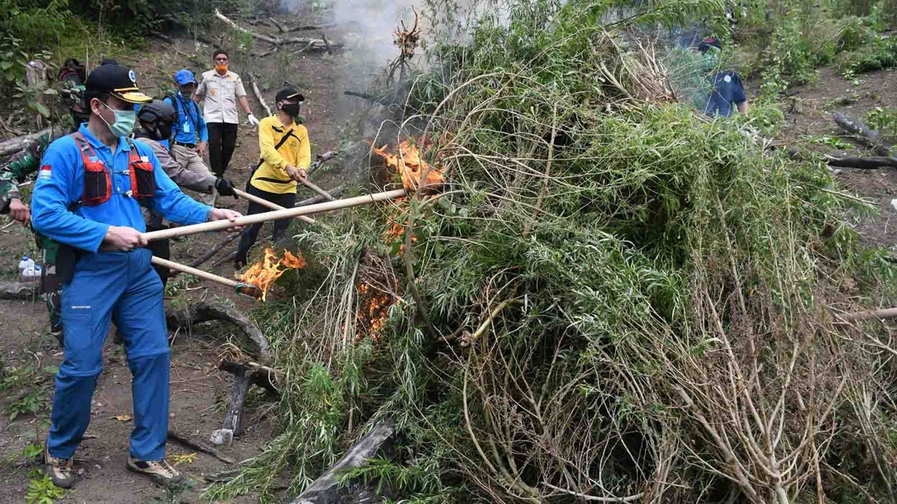 Pemusnahan Ladang Ganja di Aceh