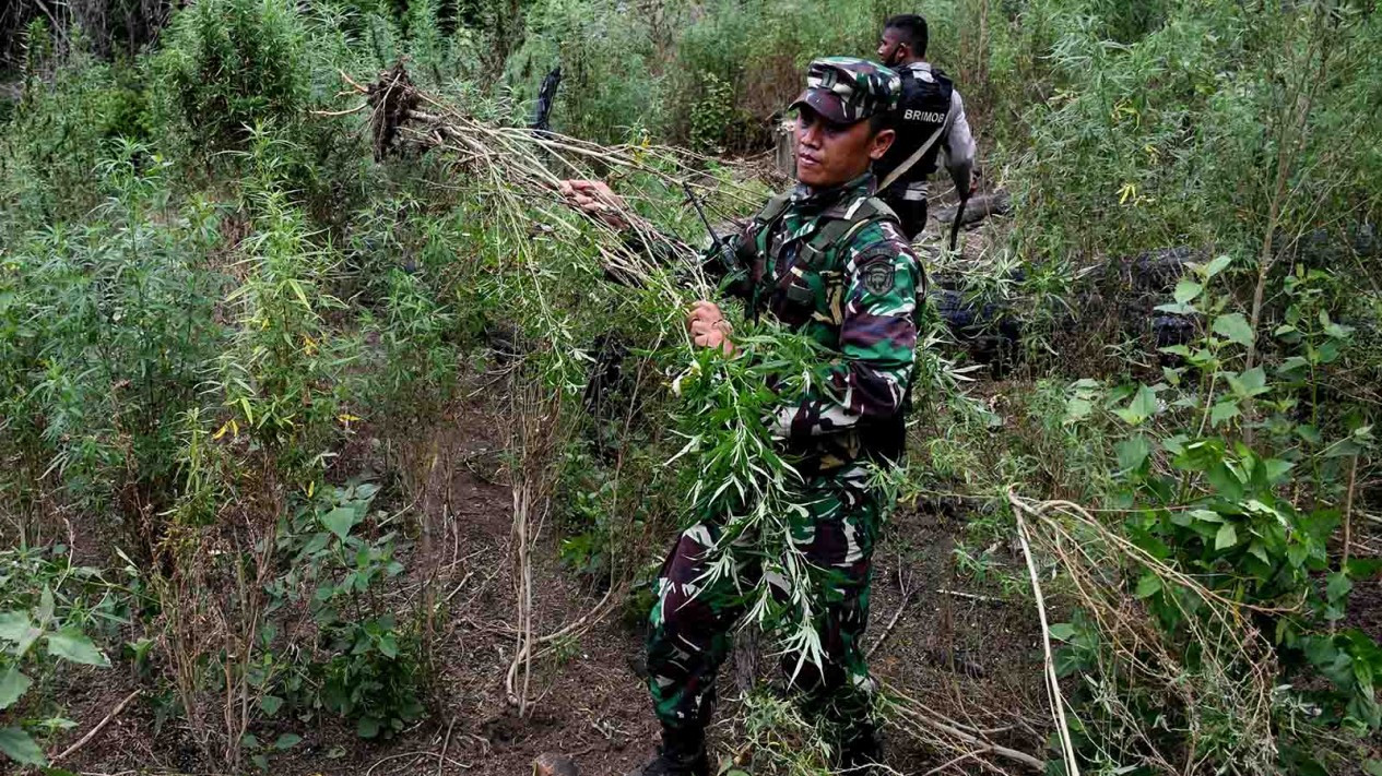 Pemusnahan Ladang Ganja di Aceh