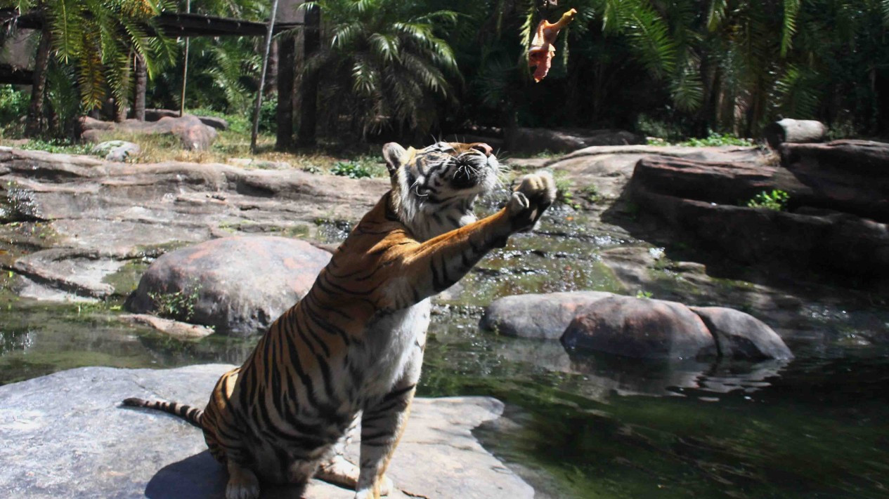 Peringatan Hari Harimau Sedunia