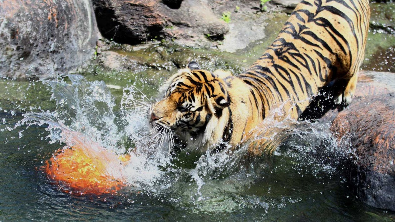 Peringatan Hari Harimau Sedunia