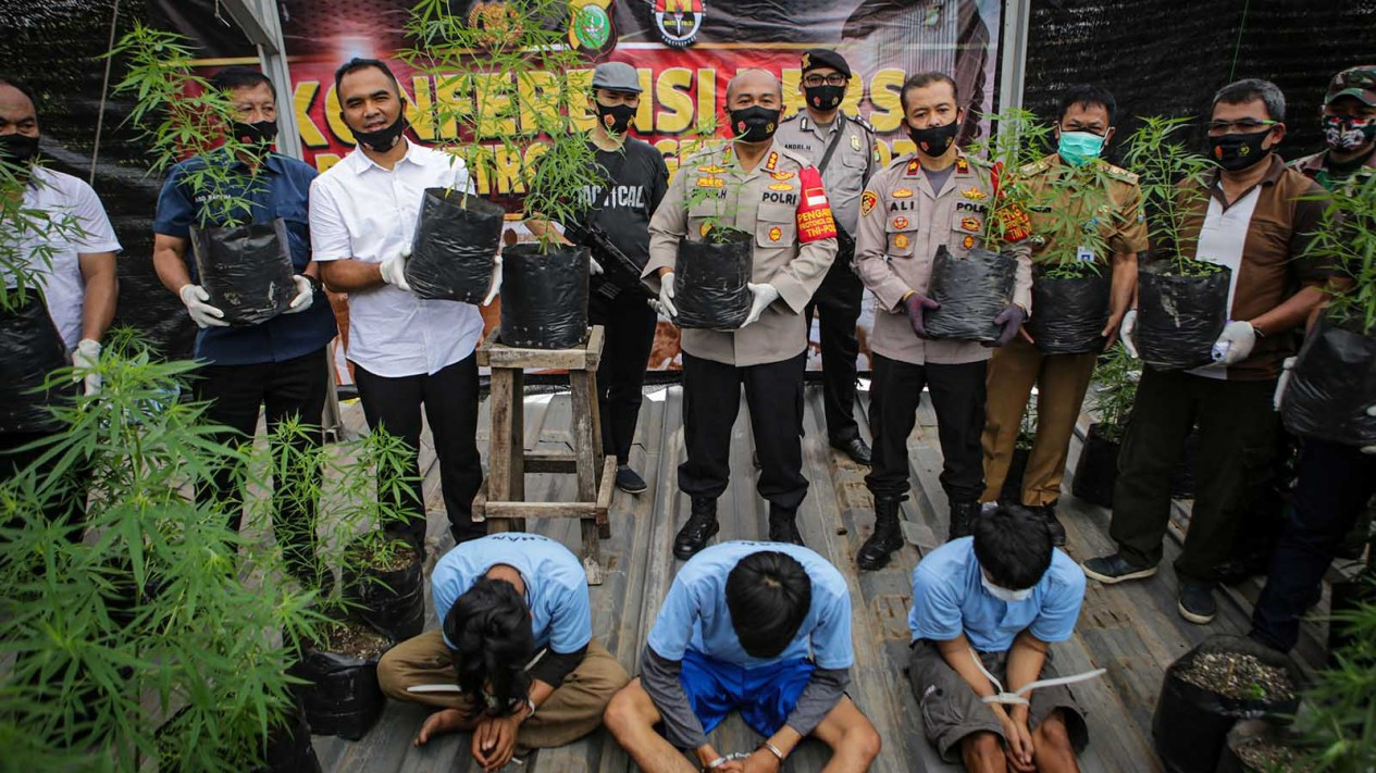 Kebun Ganja di Tangerang