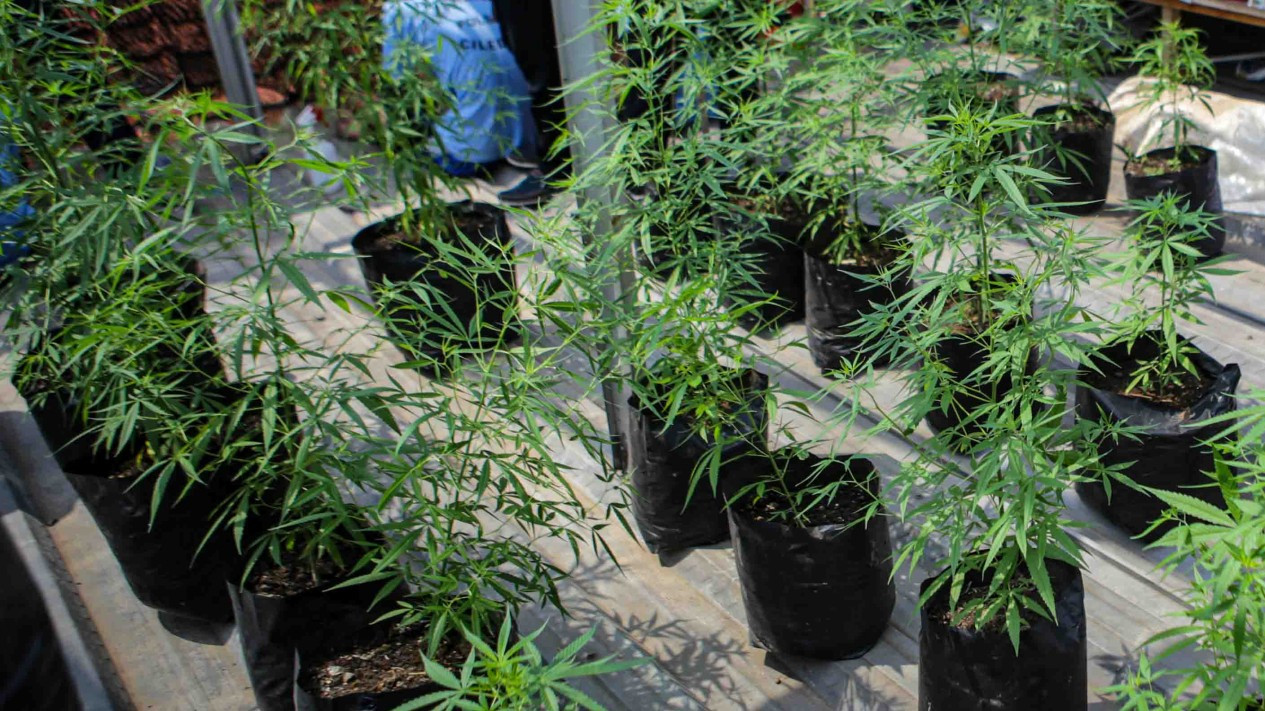 Kebun Ganja di Tangerang