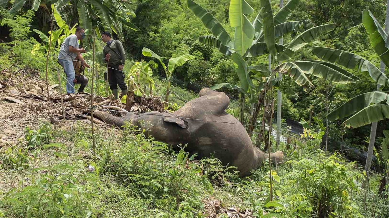 Tega, Gajah Liar Mati Dijerat Kawat Listrik