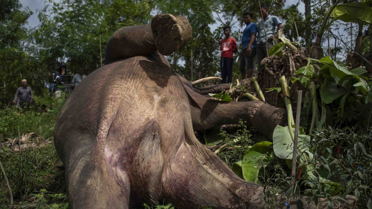 Tega, Gajah Liar Mati Dijerat Kawat Listrik