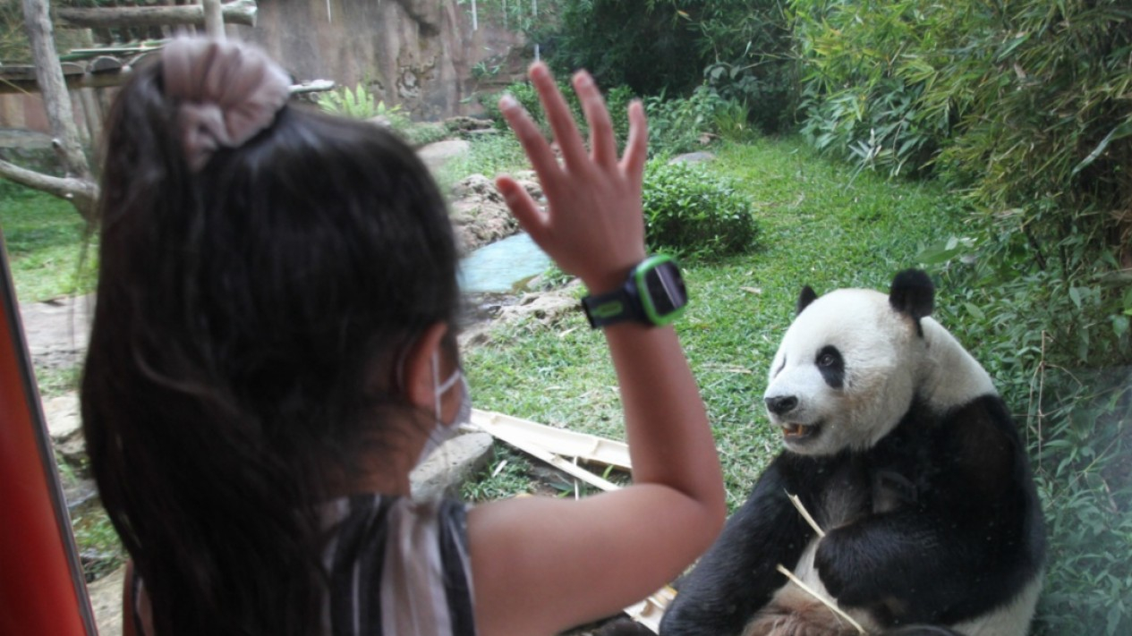 Pengunjung Taman Safari Turun 50 Persen