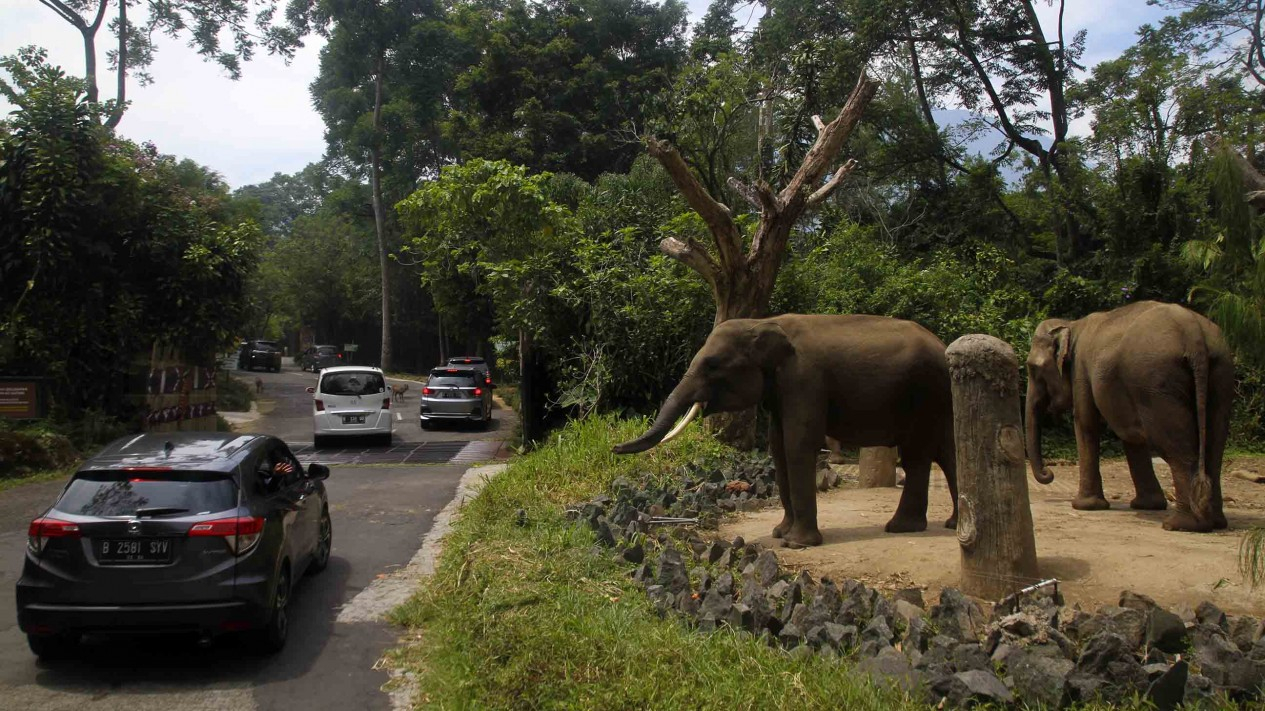 Pengunjung Taman Safari Turun 50 Persen