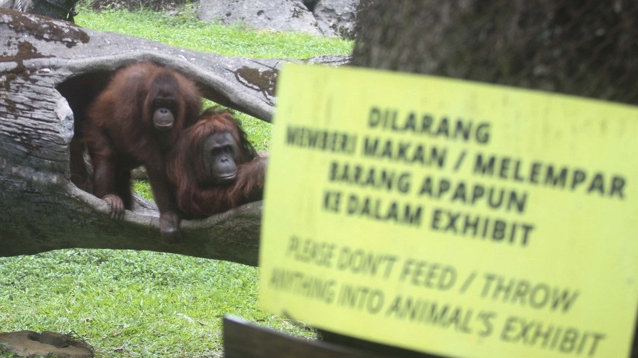 Pengunjung Taman Safari Turun 50 Persen